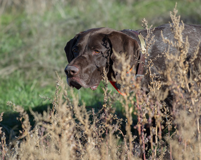 Tex