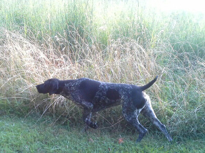 Dixie