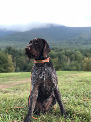 Moose