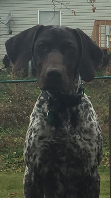 Gracie