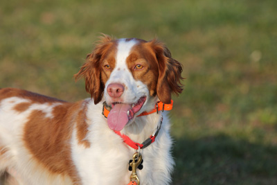The Ridge's Cumberland Boy (aka 'Cody')