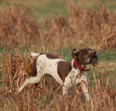 Scout