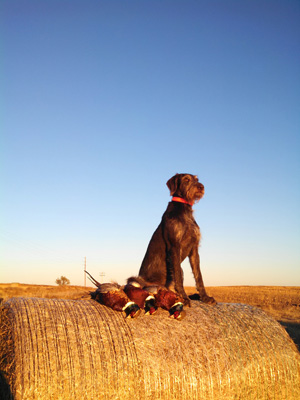 Scout