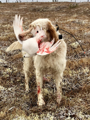Sitka
