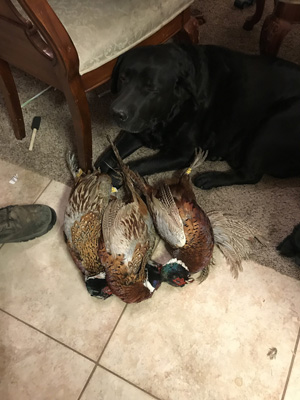 Ringneck Tracker Bodle