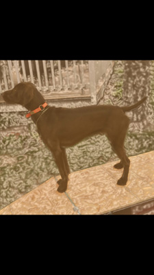 Gauge