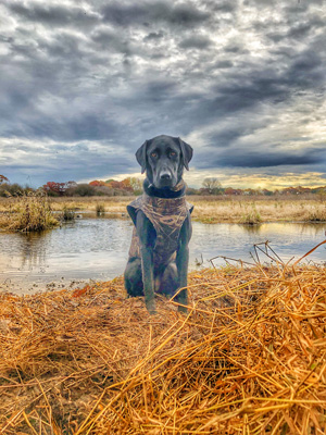 Kimber