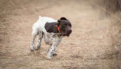Auggie