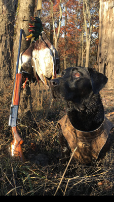 Wildrose Fowl Water  Hunter 'Cooper'
