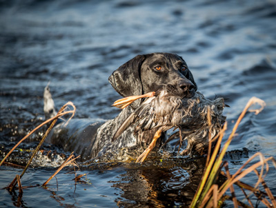 Willow Creek's Tuck It In The Cover (Call name: Tucker)