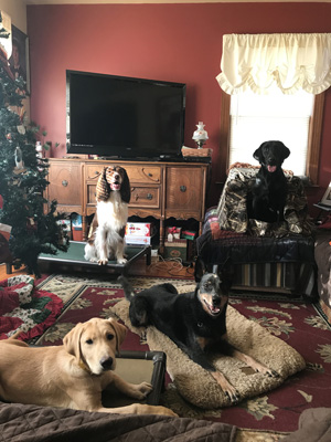 Scout, Claire, Diesel, Sentry