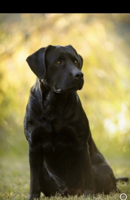 Seawinds Bottomland Bonafide Fowl Attitude 'Bo'