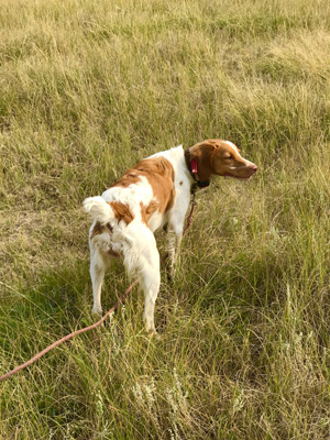Gunsmoke Rose 'Smokie'