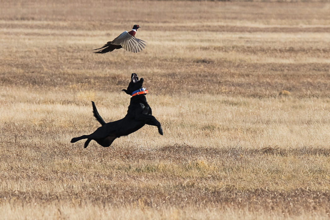 today-s-1-oz-28-gauge-loads-shooting-sportsman-magazine