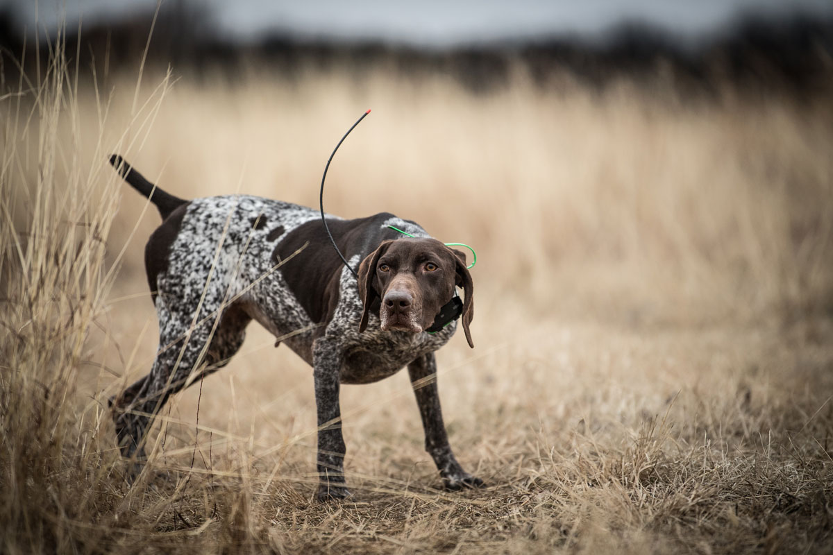 eukanuba sporting dog food