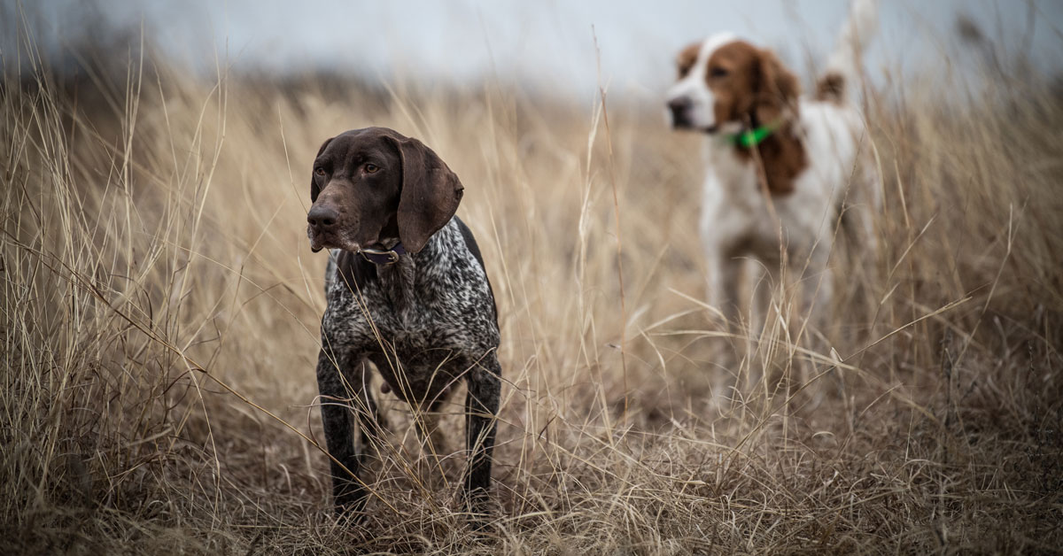 eukanuba sporting dog