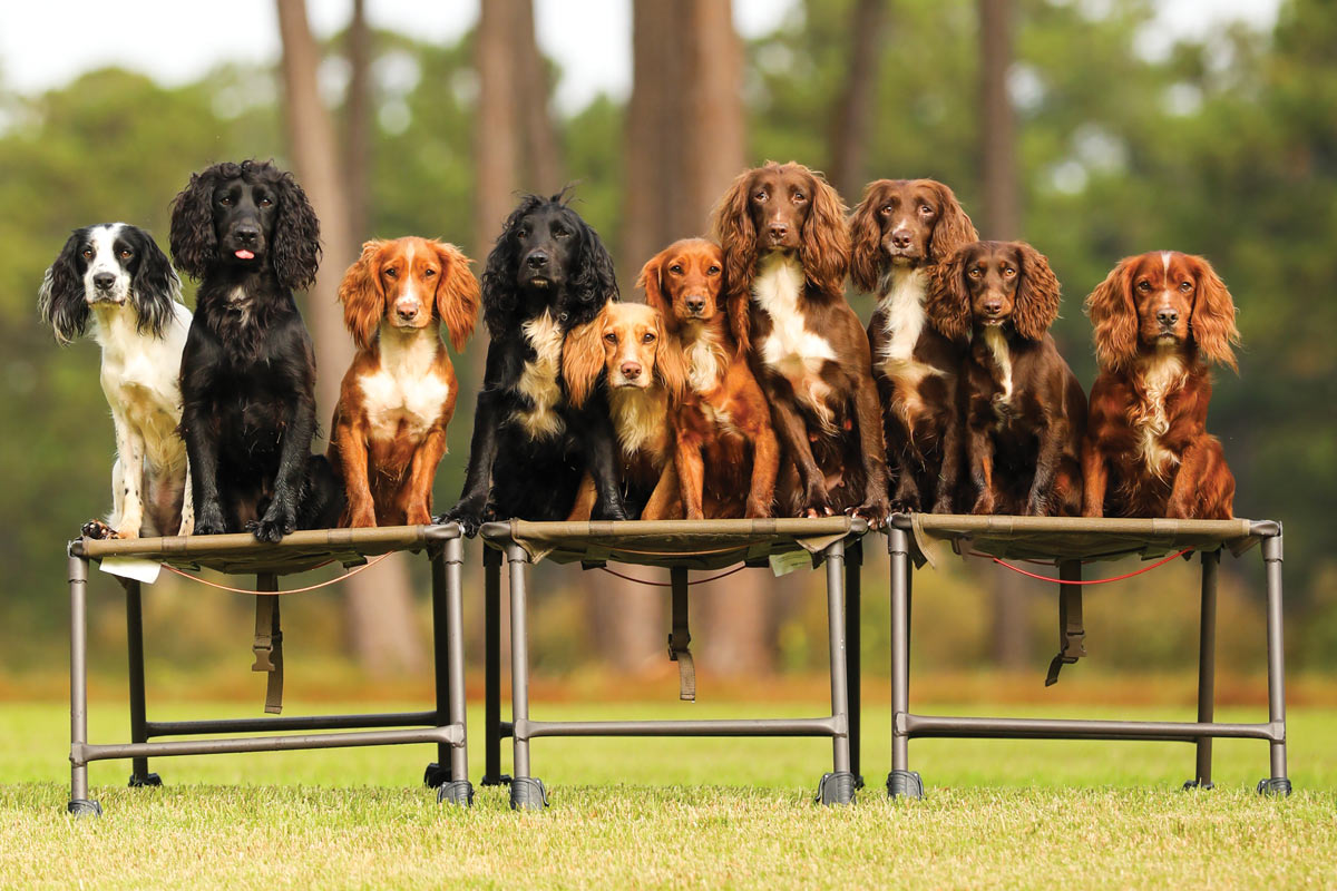The Story of Ryglen Gundogs - Shooting Sportsman Magazine